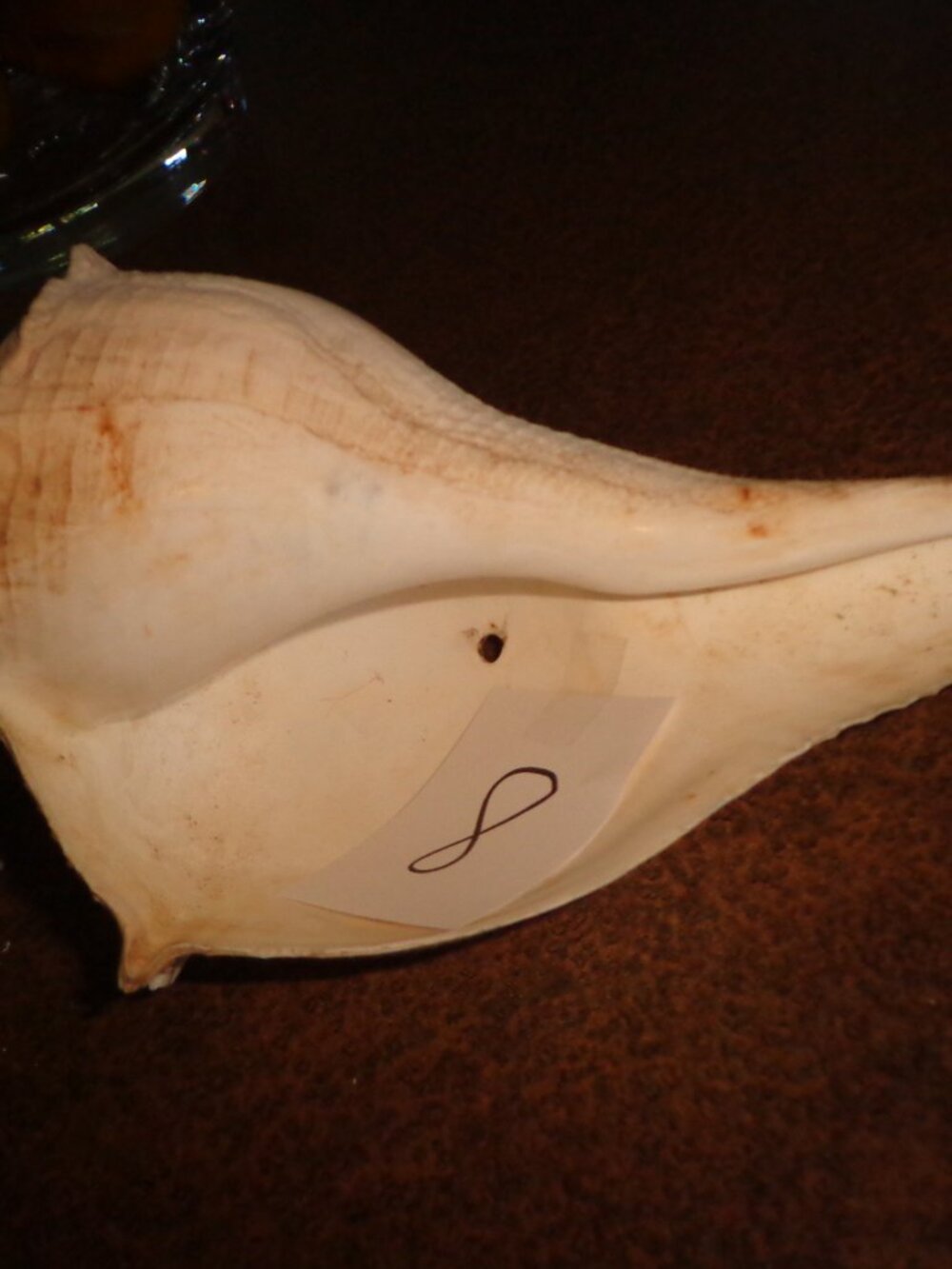 Sea Shell Lightning Whelk 8,5" Nature's Beauty
